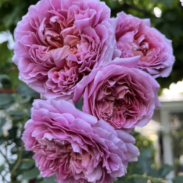 К-071 - Роза в саксия 7 л