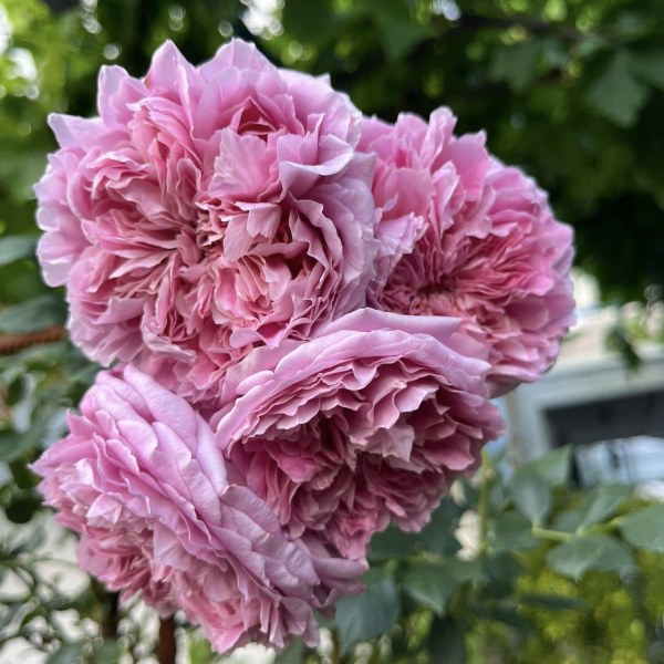 К-071 - Роза гол корен