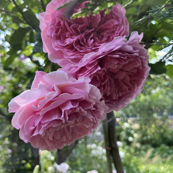 К-071 - Щамроза  в саксия 5 л