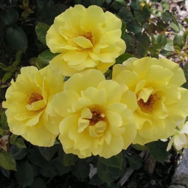 К-073 - Роза в саксия 3 л