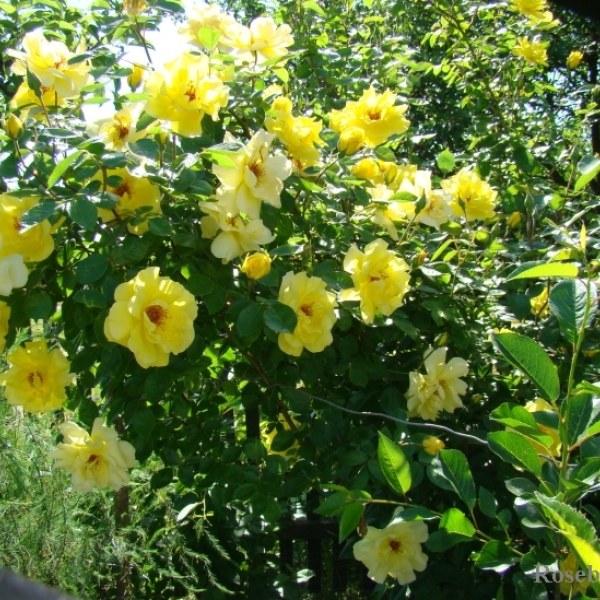 К-073 - Роза в саксия 7 л