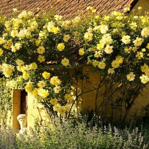 К-073 - Роза гол корен