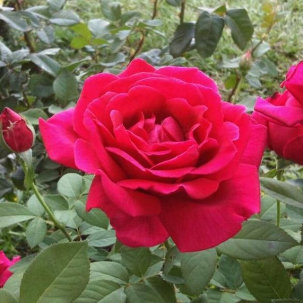 К-074 - Роза в саксия 3 л