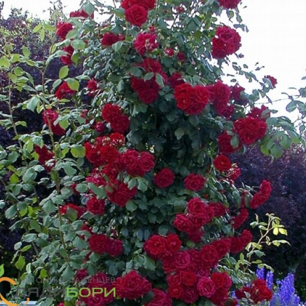 К-074 - Роза в саксия 7 л