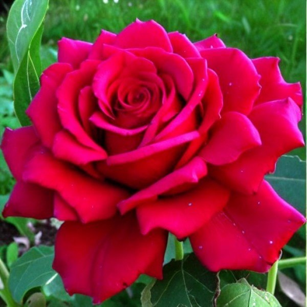 К-074 - Роза гол корен