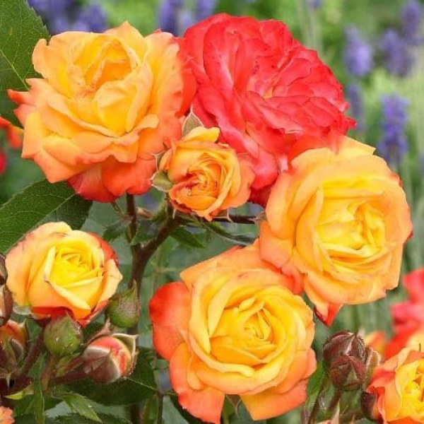 К-075 - Роза в саксия 7 л