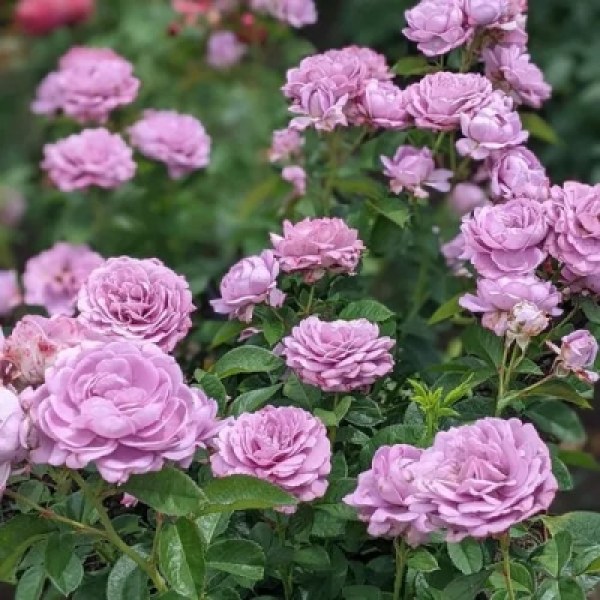 К-079 - Роза в саксия 7 л