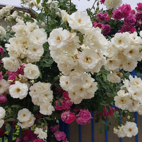 К-081 - Роза в саксия 3 л