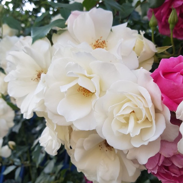 К-081 - Роза в саксия 7 л