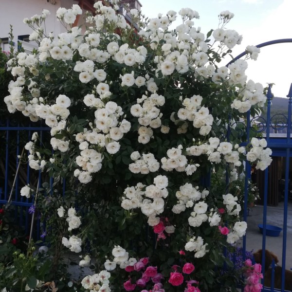 К-081 - Роза гол корен