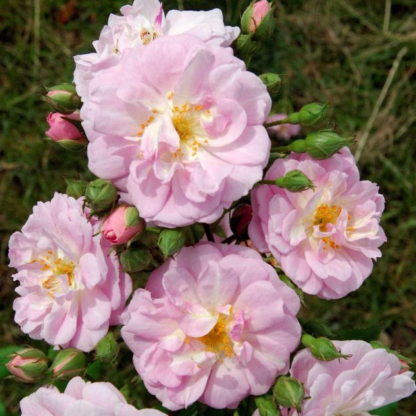 К-095 - Роза в саксия 3 л