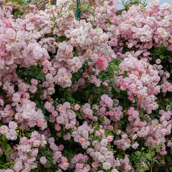 К-095 - Роза в саксия 7 л