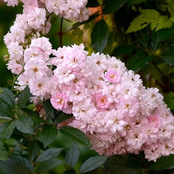 К-095 - Роза гол корен