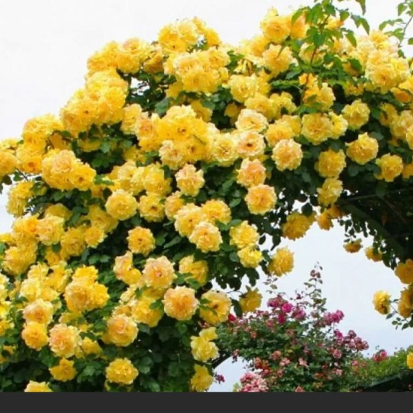 К-097 - Роза в саксия 7 л