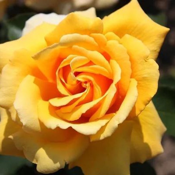 К-097 - Роза гол корен