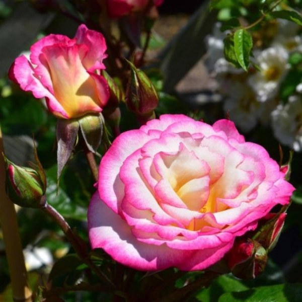 К-098 - Роза в саксия 3 л