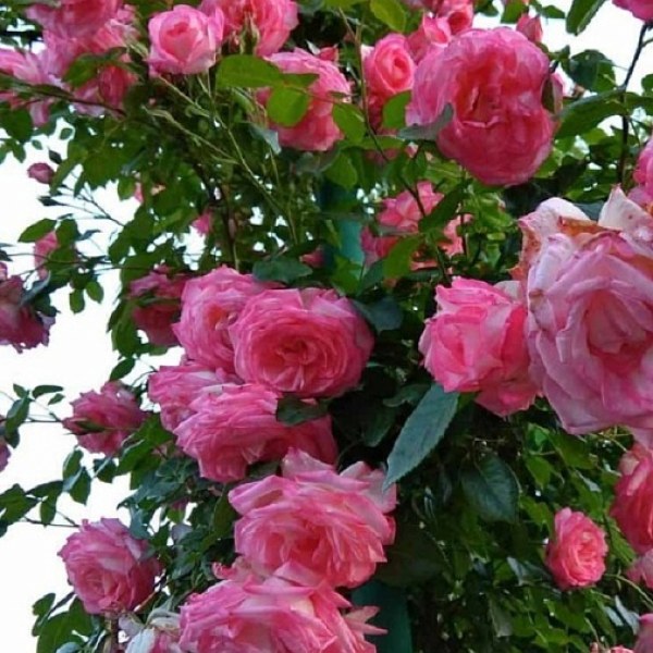 К-098 - Роза гол корен