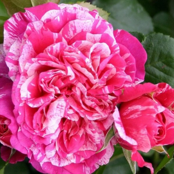 К-099 - Роза в саксия 3 л