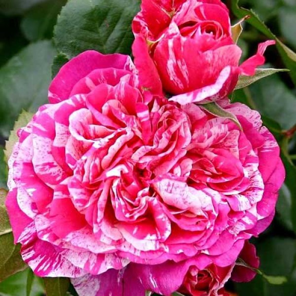 К-099 - Роза в саксия 7 л