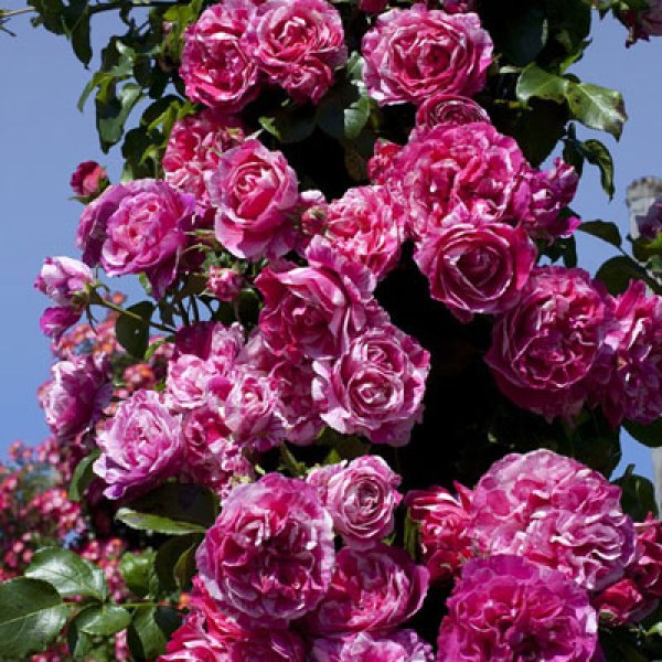 К-099 - Роза гол корен