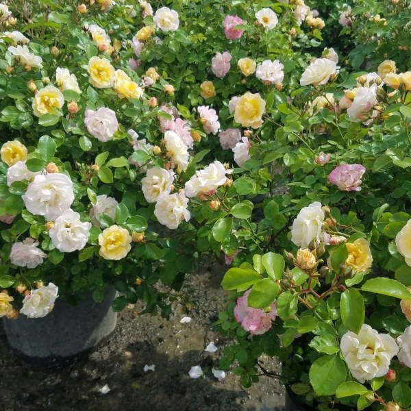 М-020 - Роза в саксия 3 л