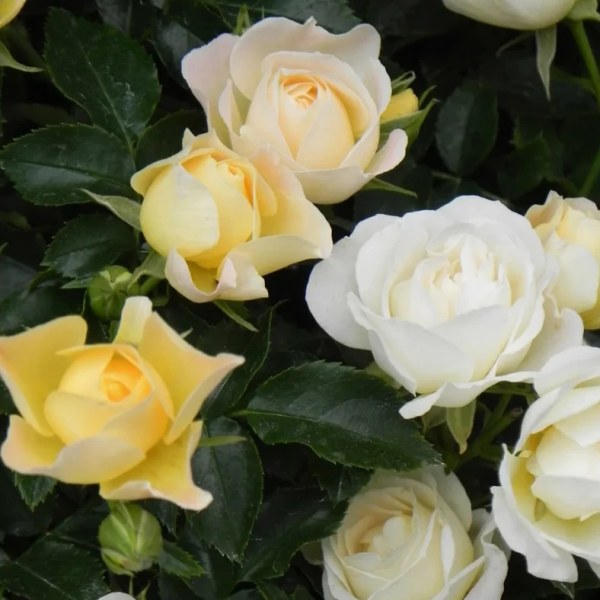 М-020 - Роза в саксия 7 л