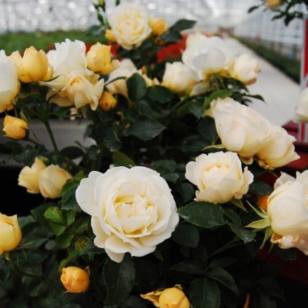 М-020 - Роза гол корен