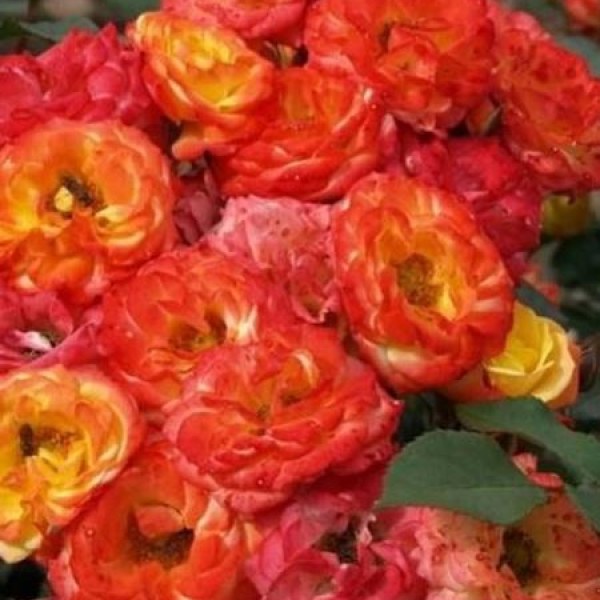 М-021 - Роза гол корен