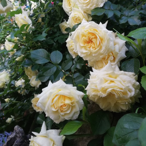 П-005 - Роза в саксия 3 л