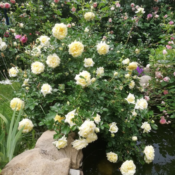 П-005 - Роза в саксия 7 л