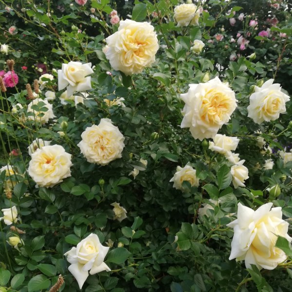 П-005 - Роза гол корен