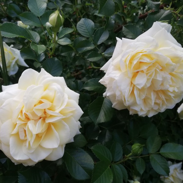 П-005 - Щамроза  в саксия 5 л