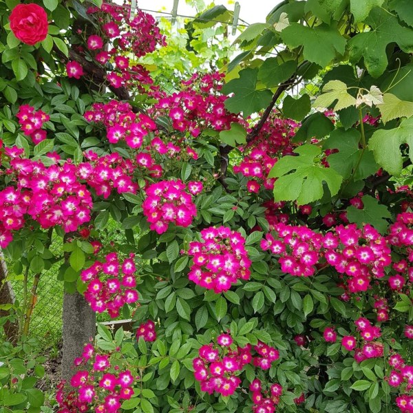 П-006 - Роза в саксия 3 л