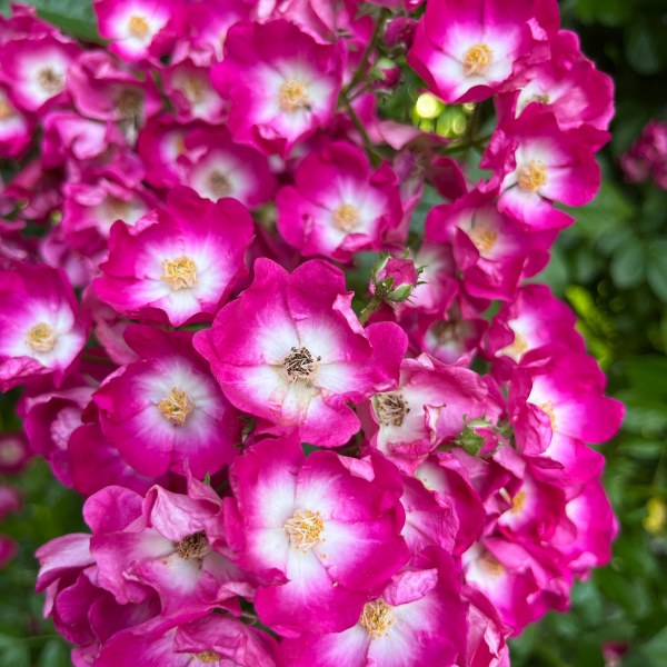 П-006 - Роза в саксия 7 л