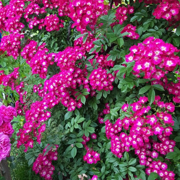 П-006 - Роза гол корен