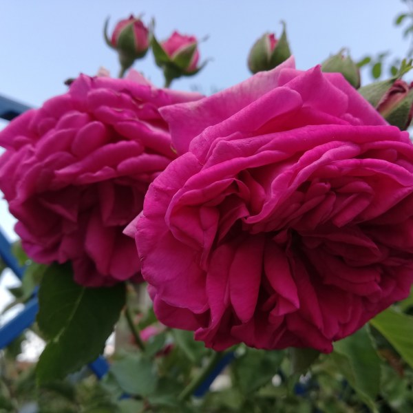 С-004 - Роза в саксия 3 л