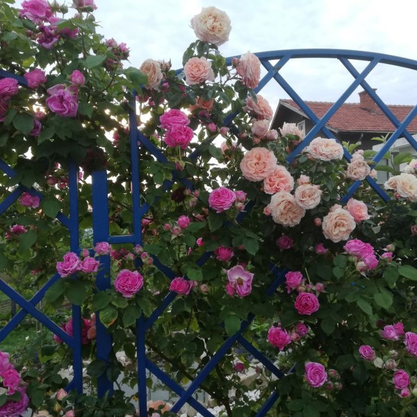 С-004 - Роза в саксия 7 л