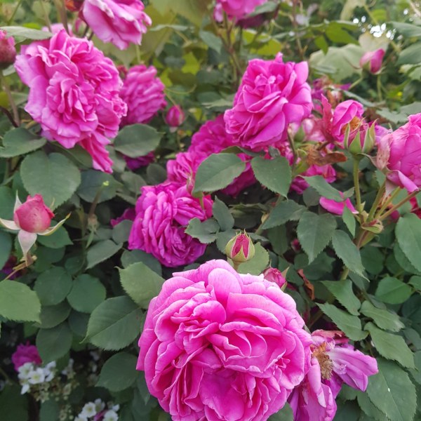 С-004 - Роза гол корен