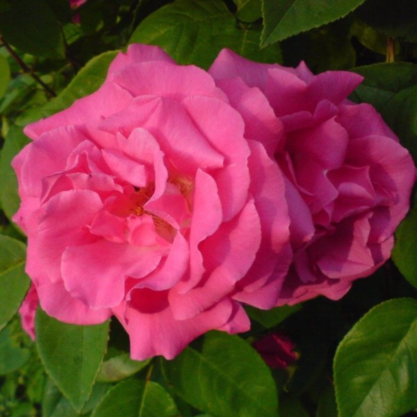 С-013 - Роза в саксия 3 л