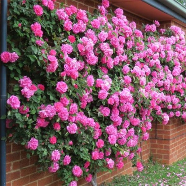 С-013 - Роза в саксия 7 л