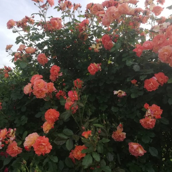 Ш-001 - Роза в саксия 3 л