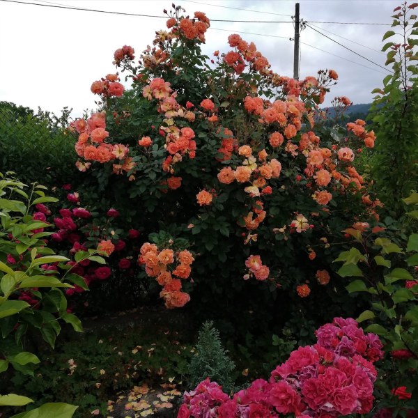 Ш-001 - Роза в саксия 7 л