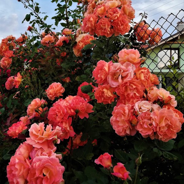 Ш-001 - Роза гол корен