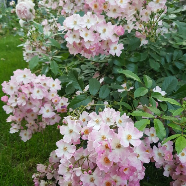 Ш-006 - Роза в саксия 3 л