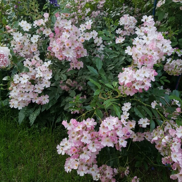 Ш-006 - Роза в саксия 7 л