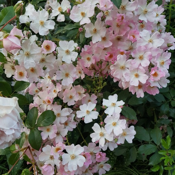 Ш-006 - Роза гол корен