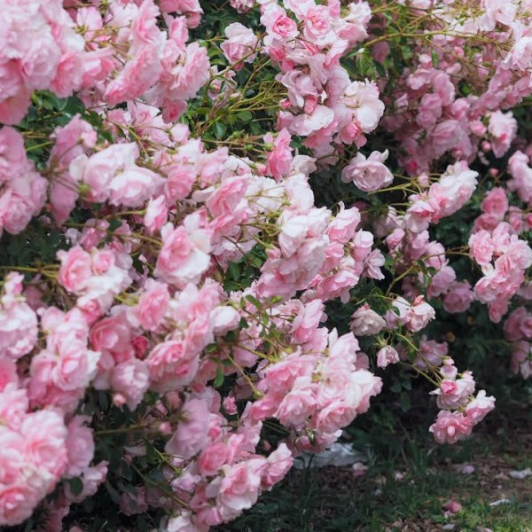 Ш-008 - Роза в саксия 3 л