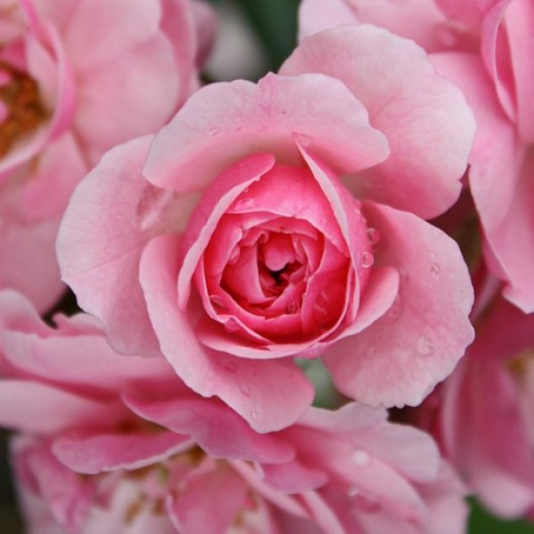 Ш-008 - Роза в саксия 7 л