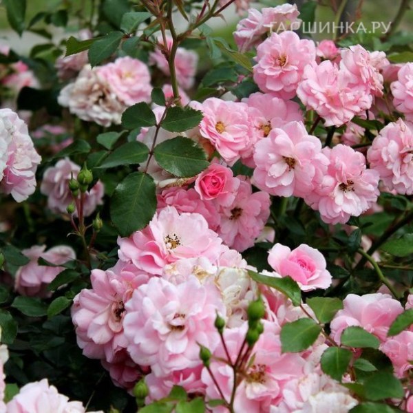 Ш-008 - Роза гол корен