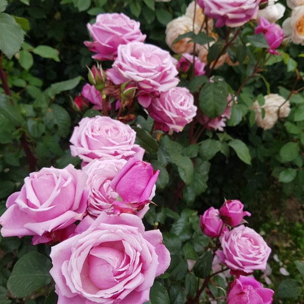 Ш-011 - Роза в саксия 3 л